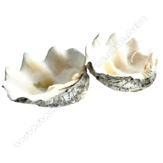 A pair of small giant clam shells,
